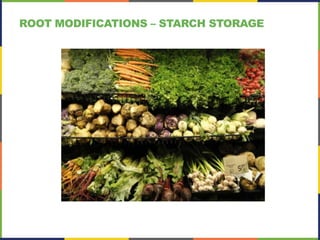 ROOT MODIFICATIONS – STARCH STORAGE
 