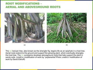 The (a) banyan tree, also known as the strangler fig, begins life as an epiphyte in a host tree.
Aerial roots extend to the ground and support the growing plant, which eventually strangles
the host tree. The (b) screwpine develops aboveground roots that help support the plant in
sandy soils. (credit a: modification of work by “psyberartist”/Flickr; credit b: modification of
work by David Eikhoff)
ROOT MODIFICATIONS –
AERIAL AND ABOVEGROUND ROOTS
 
