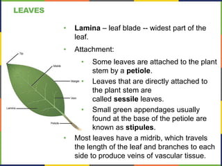 LEAVES
• Lamina – leaf blade -- widest part of the
leaf.
• Attachment:
• Some leaves are attached to the plant
stem by a petiole.
• Leaves that are directly attached to
the plant stem are
called sessile leaves.
• Small green appendages usually
found at the base of the petiole are
known as stipules.
• Most leaves have a midrib, which travels
the length of the leaf and branches to each
side to produce veins of vascular tissue.
 