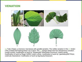 (a) Tulip (Tulipa), a monocot, has leaves with parallel venation. The netlike venation in this (b) linden
(Tilia cordata) leaf distinguishes it as a dicot. The (c) Ginkgo biloba tree has dichotomous venation.
(credit a photo: modification of work by “Drewboy64”/Wikimedia Commons; credit b photo:
modification of work by Roger Griffith; credit c photo: modification of work by “geishaboy500”/Flickr;
credit abc illustrations: modification of work by Agnieszka Kwiecień)
VENATION
 