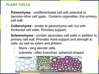 PLANT CELLS
• Parenchyma - undifferentiated cell with potential to
become other cell types. Contains organelles, thin primary
cell wall.
• Collenchyma - similar to parenchyma cell, but with
thickened cell walls. Provides support.
• Sclerenchyma - contain secondary cell walls in addition to
primary cell wall. Provides more support and strength to
cells, as well as xylem and phloem.
• fibers - long slender cells
• sclereids - often branched, spherical shaped.
https://brainly.in/question/3350134
 