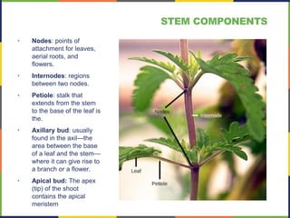 • Nodes: points of
attachment for leaves,
aerial roots, and
flowers.
• Internodes: regions
between two nodes.
• Petiole: stalk that
extends from the stem
to the base of the leaf is
the.
• Axillary bud: usually
found in the axil—the
area between the base
of a leaf and the stem—
where it can give rise to
a branch or a flower.
• Apical bud: The apex
(tip) of the shoot
contains the apical
meristem
STEM COMPONENTS
 