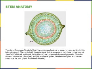 The stem of common St John's Wort (Hypericum perforatum) is shown in cross section in this
light micrograph. The central pith (greenish-blue, in the center) and peripheral cortex (narrow
zone 3–5 cells thick just inside the epidermis) are composed of parenchyma cells. Vascular
tissue composed of xylem (red) and phloem tissue (green, between the xylem and cortex)
surrounds the pith. (credit: Rolf-Dieter Mueller)
STEM ANATOMY
 