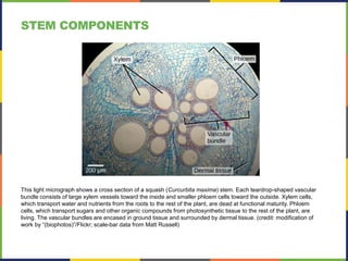 This light micrograph shows a cross section of a squash (Curcurbita maxima) stem. Each teardrop-shaped vascular
bundle consists of large xylem vessels toward the inside and smaller phloem cells toward the outside. Xylem cells,
which transport water and nutrients from the roots to the rest of the plant, are dead at functional maturity. Phloem
cells, which transport sugars and other organic compounds from photosynthetic tissue to the rest of the plant, are
living. The vascular bundles are encased in ground tissue and surrounded by dermal tissue. (credit: modification of
work by “(biophotos)”/Flickr; scale-bar data from Matt Russell)
STEM COMPONENTS
 