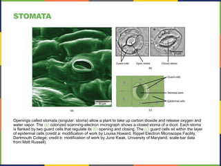 Openings called stomata (singular: stoma) allow a plant to take up carbon dioxide and release oxygen and
water vapor. The (a) colorized scanning-electron micrograph shows a closed stoma of a dicot. Each stoma
is flanked by two guard cells that regulate its (b) opening and closing. The (c) guard cells sit within the layer
of epidermal cells (credit a: modification of work by Louisa Howard, Rippel Electron Microscope Facility,
Dartmouth College; credit b: modification of work by June Kwak, University of Maryland; scale-bar data
from Matt Russell)
STOMATA
 