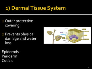 Outer protective 
covering 
Prevents physical 
damage and water 
loss 
Epidermis 
Periderm 
Cuticle 
11 
 