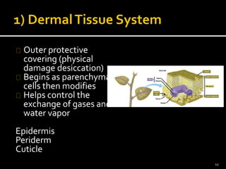 Outer protective 
covering (physical 
damage desiccation) 
Begins as parenchyma 
cells then modifies 
Helps control the 
exchange of gases and 
water vapor 
Epidermis 
Periderm 
Cuticle 
12 
 