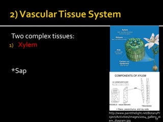 Two complex tissues: 
1) Xylem 
*Sap 
http://www.paintthelight.net/BotanyPr 
oject/Activities/images/2004_gallery_st 
13 
em_diagram.jpg 
 