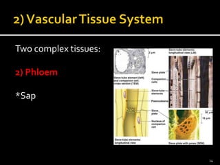 Two complex tissues: 
2) Phloem 
*Sap 
14 
 