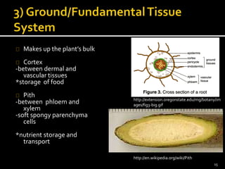 Makes up the plant’s bulk 
Cortex 
-between dermal and 
vascular tissues 
*storage of food 
Pith 
-between phloem and 
xylem 
-soft spongy parenchyma 
cells 
*nutrient storage and 
transport 
http://extension.oregonstate.edu/mg/botany/im 
ages/fig3-big.gif 
http://en.wikipedia.org/wiki/Pith 
15 
 