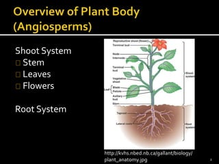Shoot System 
Stem 
Leaves 
Flowers 
Root System 
http://kvhs.nbed.nb.ca/gallant/biology/ 
plant_anatomy.jpg 2 
 