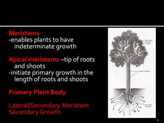 Meristems 
-enables plants to have 
indeterminate growth 
Apical meristems –tip of roots 
and shoots 
-initiate primary growth in the 
length of roots and shoots 
Primary Plant Body 
Lateral/Secondary Meristem 
Secondary Growth 
4 
 