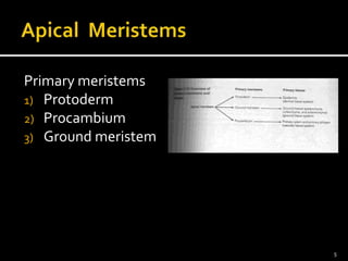 Primary meristems 
1) Protoderm 
2) Procambium 
3) Ground meristem 
5 
 