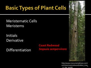 Meristematic Cells 
Meristems 
Initials 
Derivative 
Differentiation 
Coast Redwood 
Seqouia sempervirens 
http://www.monumentaltrees.com/ 
en/trees/coastredwood/tallest_tree 
_in_the_world/ 
6 
 