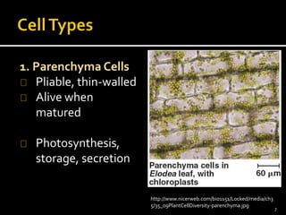 1. Parenchyma Cells 
Pliable, thin-walled 
Alive when 
matured 
Photosynthesis, 
storage, secretion 
http://www.nicerweb.com/bio1151/Locked/media/ch3 
5/35_09PlantCellDiversity-parenchyma.jpg 
7 
 
