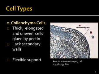 2. Collenchyma Cells 
Thick, elongated 
and uneven cells 
glued by pectin 
Lack secondary 
walls 
Flexible support kentsimmons.uwinnipeg.ca/ 
2153lb1pg5.htm 
8 
 