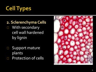 2. Sclerenchyma Cells 
With secondary 
cell wall hardened 
by lignin 
Support mature 
plants 
Protection of cells 
9 
 