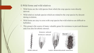 f) Wild forms and wild relatives
• Wild forms are the wild species from which the crop species were directly
derived.
• Wild relatives include species which are related to the crop species by descent
during evolution.
• Wild forms are easy to cross with crop species but wild relatives are difficult to
hybridize.
• This group is the source of many valuable genes for resistance to pest and diseases
and even also for abiotic stresses.
 