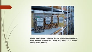 Maize seed active collection in the Wellhausen-Anderson
Plant Genetic Resources Center at CIMMYT's El Batán
headquarters, Mexico.
 