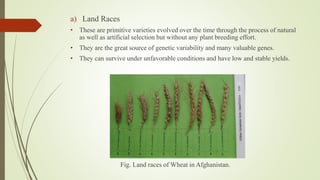 a) Land Races
• These are primitive varieties evolved over the time through the process of natural
as well as artificial selection but without any plant breeding effort.
• They are the great source of genetic variability and many valuable genes.
• They can survive under unfavorable conditions and have low and stable yields.
Fig. Land races of Wheat in Afghanistan.
 