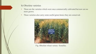 b) Obsolete varieties
• These are the varieties which were once commercially cultivated but now are no
more grown.
• These varieties also carry some useful genes hence they are conserved.
Fig. Obsolete wheat variety- Sonalika.
 