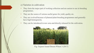 c) Varieties in cultivation
• They form the major part of working collection and are easiest to use in breeding
programmes.
• They are the source of various useful genes for yield, quality etc.
• They are evolved because of planned plant breeding programmes and generally
have high homogeneity.
• They can be introduced in new area and directly released for the cultivation.
Fig. Gujarat Anand Durum Wheat 3 (2017)
 