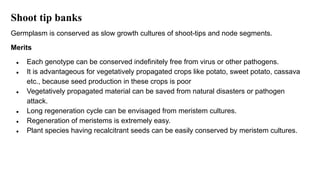 Shoot tip banks
Germplasm is conserved as slow growth cultures of shoot-tips and node segments.
Merits
● Each genotype can be conserved indefinitely free from virus or other pathogens.
● It is advantageous for vegetatively propagated crops like potato, sweet potato, cassava
etc., because seed production in these crops is poor
● Vegetatively propagated material can be saved from natural disasters or pathogen
attack.
● Long regeneration cycle can be envisaged from meristem cultures.
● Regeneration of meristems is extremely easy.
● Plant species having recalcitrant seeds can be easily conserved by meristem cultures.
 