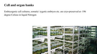 Cell and organ banks
Embryogenic cell cultures, somatic/ zygotic embryos etc. are cryo-preserved at -196
degree Celsius in liquid Nitrogen
 