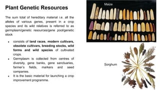 Plant Genetic Resources
The sum total of hereditary material i.e. all the
alleles of various genes, present in a crop
species and its wild relatives is referred to as
germplasm/genetic resources/gene pool/genetic
stock
● consists of land races, modern cultivars,
obsolete cultivars, breeding stocks, wild
forms and wild species of cultivated
crops.
● Germplasm is collected from centres of
diversity, gene banks, gene sanctuaries,
farmer’s fields, markers and seed
companies.
● It is the basic material for launching a crop
improvement programme.
Maize
Sorghum
 