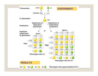 Plant genetics | PDF