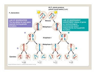 Plant genetics | PDF