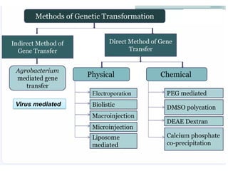 Plant Genetic transformation methods By Gerema.pptx