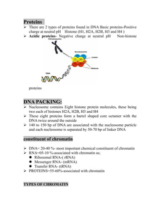 Proteins
➢ There are 2 types of proteins found in DNA Basic proteins-Positive
charge at neutral pH Histone (H1, H2A, H2B, H3 and H4 )
➢ Acidic proteins- Negative charge at neutral pH Non-histone
proteins
DNA PACKING:
➢ Nucleosome contains Eight histone protein molecules, these being
two each of histones H2A, H2B, H3 and H4
➢ These eight proteins form a barrel shaped core octamer with the
DNA twice around the outside
➢ 140 to 150 bp of DNA are associated with the nucleosome particle
and each nucleosome is separated by 50-70 bp of linker DNA
constituent of chromatin
➢ DNA= 20-40 %- most important chemical constituent of chromatin
➢ RNA=05-10 %-associated with chromatin as;
⚫ Ribosomal RNA-( rRNA)
⚫ Messenger RNA- (mRNA)
⚫ Transfer RNA- (tRNA)
➢ PROTEINS=55-60%-associated with chromatin
TYPES OF CHROMATIN
 