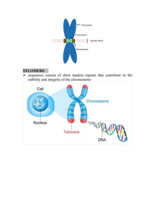 TELOMERE
➢ sequences consist of short tandem repeats that contribute to the
stability and integrity of the chromosome
 