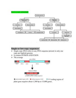 NUCLEAR GENOME
Single-or low-copy sequences
➢ Single copy DNA refers to any DNA sequence present in only one
copy per haploid genome.
➢ It contain INTRON AND EXON
➢ The average
coding region of
plant gene requires about 1,300 bp or 15,000 genes.
 