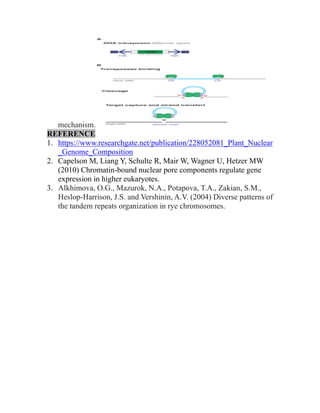 mechanism.
REFERENCE
1. https://www.researchgate.net/publication/228052081_Plant_Nuclear
_Genome_Composition
2. Capelson M, Liang Y, Schulte R, Mair W, Wagner U, Hetzer MW
(2010) Chromatin-bound nuclear pore components regulate gene
expression in higher eukaryotes.
3. Alkhimova, O.G., Mazurok, N.A., Potapova, T.A., Zakian, S.M.,
Heslop‐Harrison, J.S. and Vershinin, A.V. (2004) Diverse patterns of
the tandem repeats organization in rye chromosomes.
 