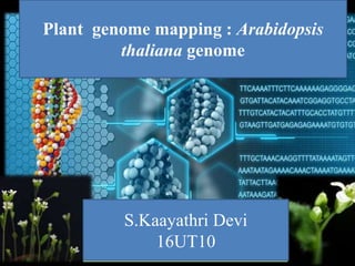 Plant genome mapping : Arabidopsis
thaliana genome
S.Kaayathri Devi
16UT10
 