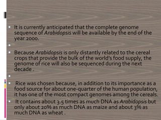  It is currently anticipated that the complete genome
sequence of Arabidopsis will be available by the end of the
year 2000.

 Because Arabidopsis is only distantly related to the cereal
crops that provide the bulk of the world’s food supply, the
genome of rice will also be sequenced during the next
decade .

 Rice was chosen because, in addition to its importance as a
food source for about one-quarter of the human population,
it has one of the most compact genomes among the cereals.
 It contains about 3.5 times as much DNA as Arabidopsis but
only about 20% as much DNA as maize and about 3% as
much DNA as wheat .
 