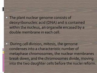  The plant nuclear genome consists of
deoxyribonucleic acid (DNA) and is contained
within the nucleus, an organelle encased by a
double membrane in each cell.
 During cell division, mitosis, the genome
condenses into a characteristic number of
metaphase chromosomes, the nuclear membranes
break down, and the chromosomes divide, moving
into the two daughter cells before the nuclei reform.
 