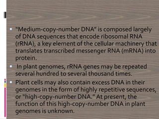  “Medium-copy-number DNA” is composed largely
of DNA sequences that encode ribosomal RNA
(rRNA), a key element of the cellular machinery that
translates transcribed messenger RNA (mRNA) into
protein.
 In plant genomes, rRNA genes may be repeated
several hundred to several thousand times.
 Plant cells may also contain excess DNA in their
genomes in the form of highly repetitive sequences,
or “high-copy-number DNA.” At present, the
function of this high-copy-number DNA in plant
genomes is unknown.
 