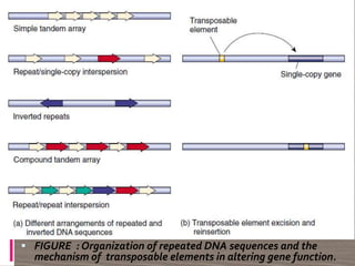 
 FIGURE : Organization of repeated DNA sequences and the
mechanism of transposable elements in altering gene function.
 