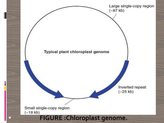  FIGURE :Chloroplast genome.
 