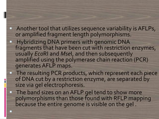  Another tool that utilizes sequence variability is AFLPs,
or amplified fragment length polymorphisms.
 Hybridizing DNA primers with genomic DNA
fragments that have been cut with restriction enzymes,
usually EcoRI and MseI, and then subsequently
amplified using the polymerase chain reaction (PCR)
generates AFLP maps.
 The resulting PCR products, which represent each piece
of DNA cut by a restriction enzyme, are separated by
size via gel electrophoresis.
 The band sizes on an AFLP gel tend to show more
polymorphisms than those found with RFLP mapping
because the entire genome is visible on the gel .

 