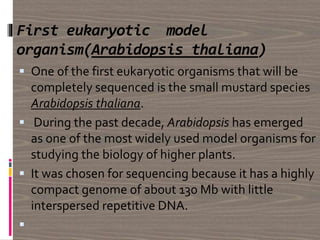 First eukaryotic model
organism(Arabidopsis thaliana)
 One of the first eukaryotic organisms that will be
completely sequenced is the small mustard species
Arabidopsis thaliana.
 During the past decade, Arabidopsis has emerged
as one of the most widely used model organisms for
studying the biology of higher plants.
 It was chosen for sequencing because it has a highly
compact genome of about 130 Mb with little
interspersed repetitive DNA.

 