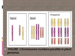  FIGURE : Chromosome numbers possible in plant
genomes.
 