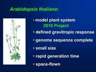 Arabidopsis thaliana: 
•model plant system 
2010 Project 
•defined gravitropic response 
•genome sequence complete 
•small size 
•rapid generation time 
•space-flown  
