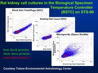 Rat kidney cell cultures in the Biological Specimen 
Temperature Controller 
(BSTC) on STS-90 
heat shock proteins 
shear stress proteins 
transcription factors 
Courtesy Tulane Environmental Astrobiology Center  