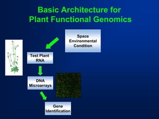Basic Architecture for 
Plant Functional Genomics 
Space 
Environmental 
Condition 
Test Plant 
RNA 
DNA 
Microarrays 
Gene 
Identification  
