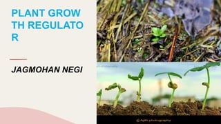 PLANT GROW
TH REGULATO
R
JAGMOHAN NEGI
 
