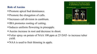 Role of Auxins
 Promote apical bud dominance.
 Promote the elongation of calls.
 Increases call division in cambium.
 IBA promotes rooting of cutting.
 Induces uniform flowering in pineapple.
 Auxins increase in root and decrease in shoot.
 Foliar spray on potato of NAA 100 ppm at 25 DAT- to increase tuber
yield.
 NAA is used to fruit thinning in apple.
 
